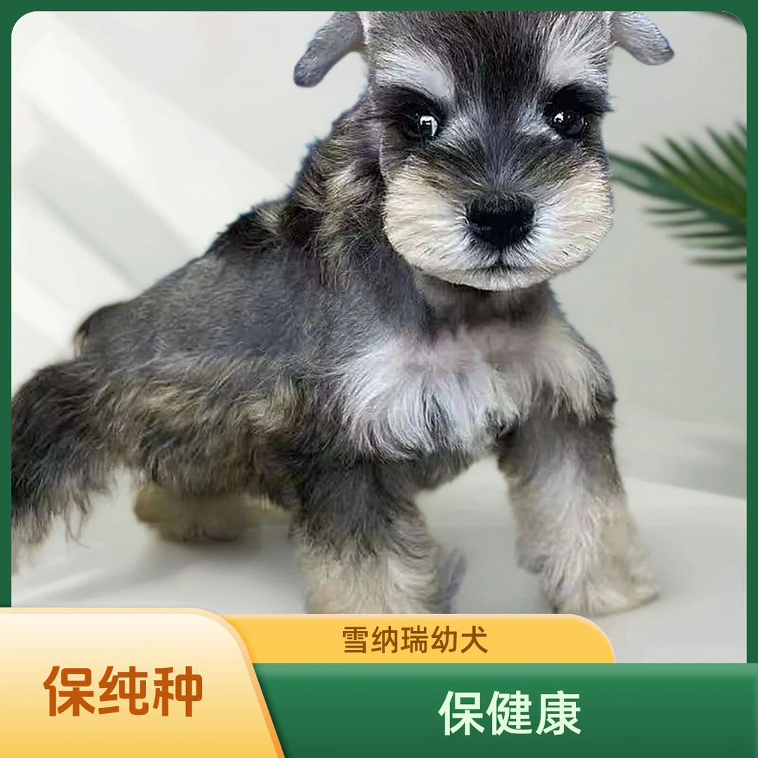 【弟弟-黑色】小体椒盐雪纳瑞犬活体幼犬纯种宠物狗狗幼崽