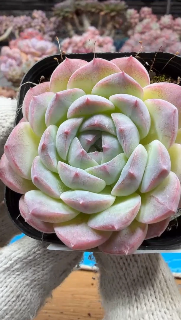 东云多肉园三店-200