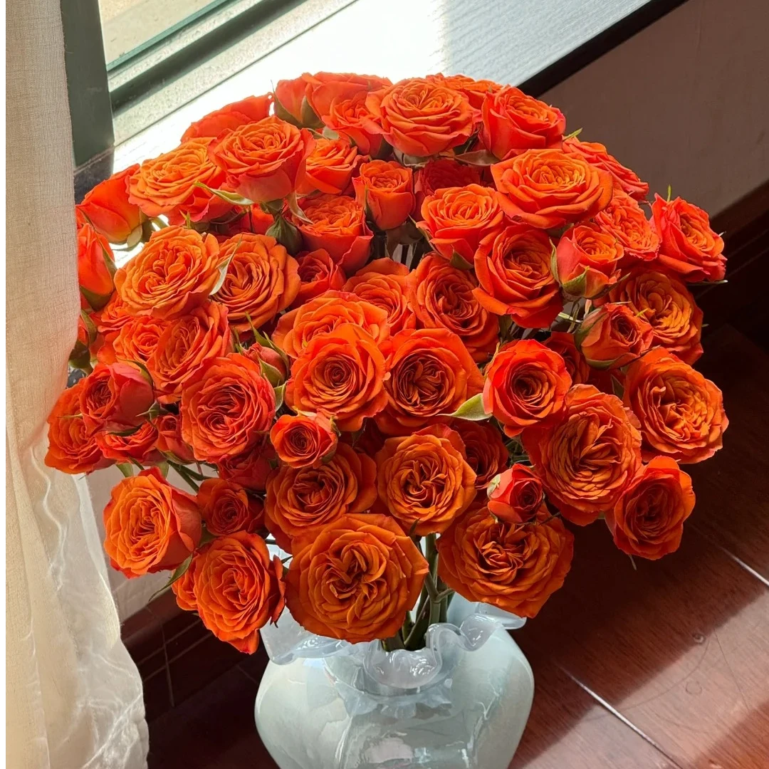 橙色芭比 多头玫瑰 收到花需要醒花 0°以下要拍保温棉 云南直发