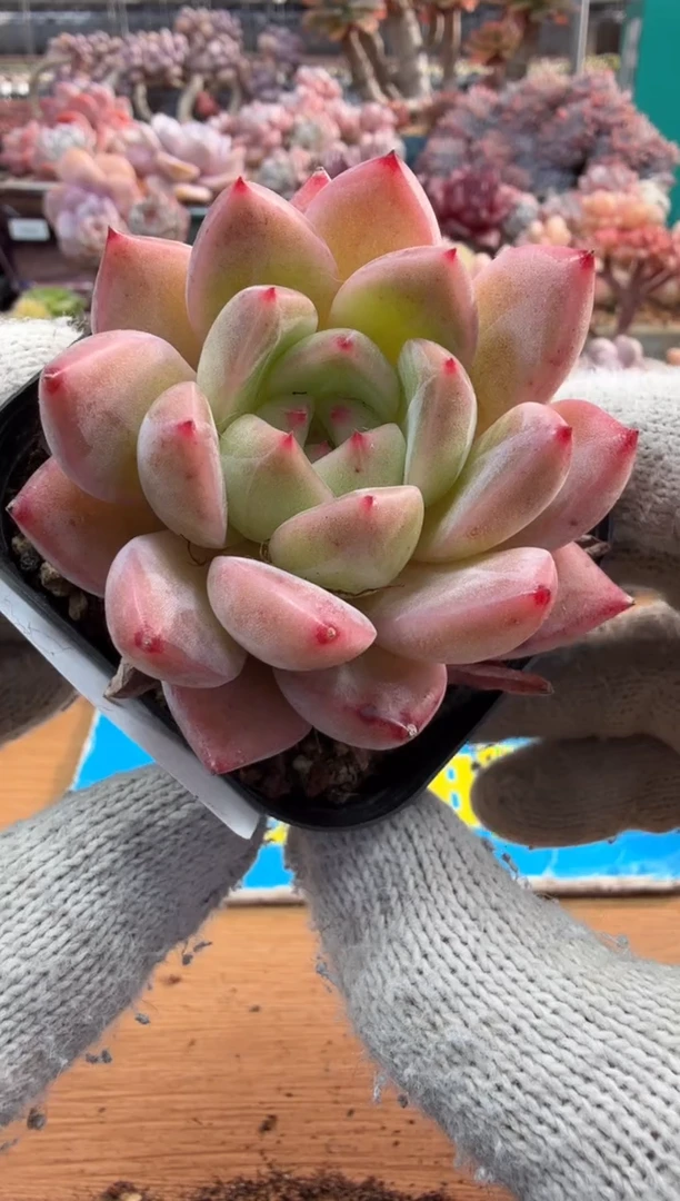 东云多肉园三店-87