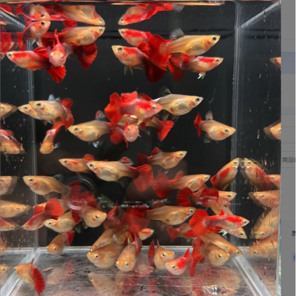 黄豹球 孔雀鱼 小型热带精品观赏鱼新手练手草缸搭色混养好养易活