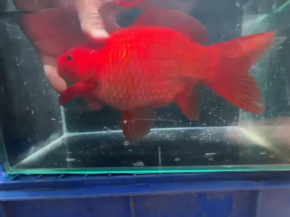 金鱼短尾草金专拍链接黄牌子20公鱼