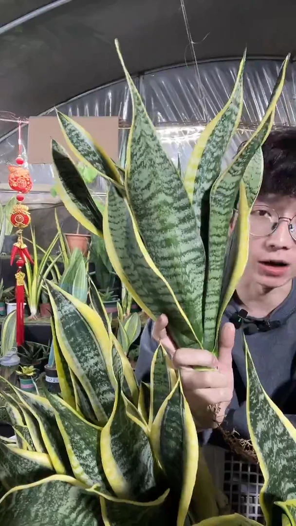 8叶金边裸根18.8