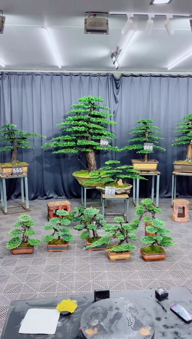 无花朵罗汉松盆景....