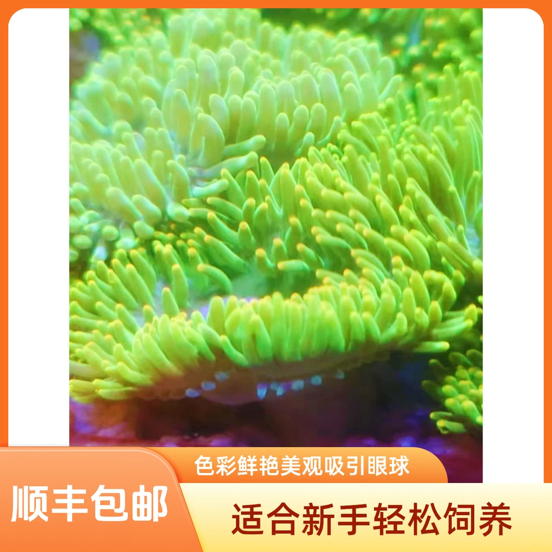 荧光绿石葵海缸海葵珊瑚生物色彩美观易活适合新手饲养海缸造景