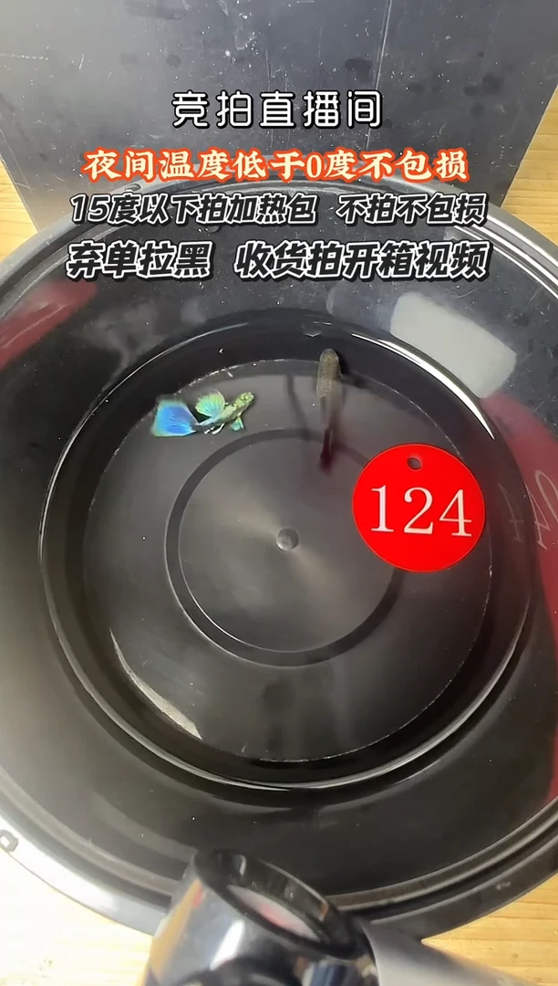 孔雀鱼124 蓝礼服一对