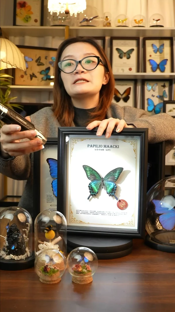 绿带翠凤蝶夏款-英文(10寸欧式黑框）