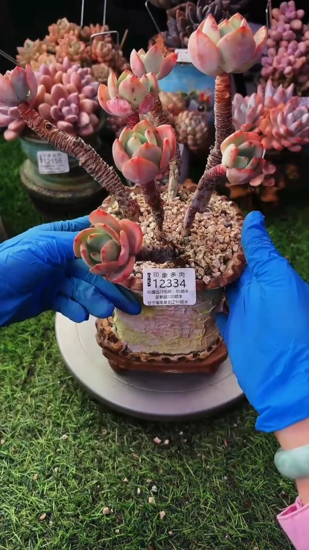 昆明印象多肉12334