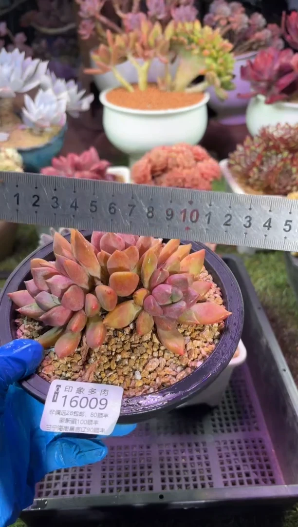 【闪购商品】16009