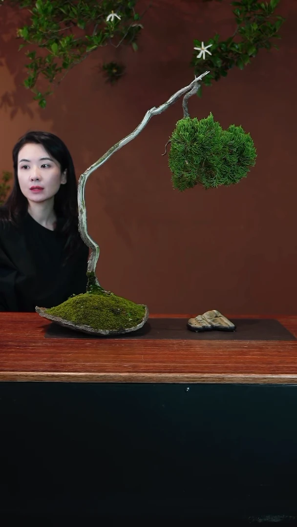 无花朵龙柏盆景盆景盆景