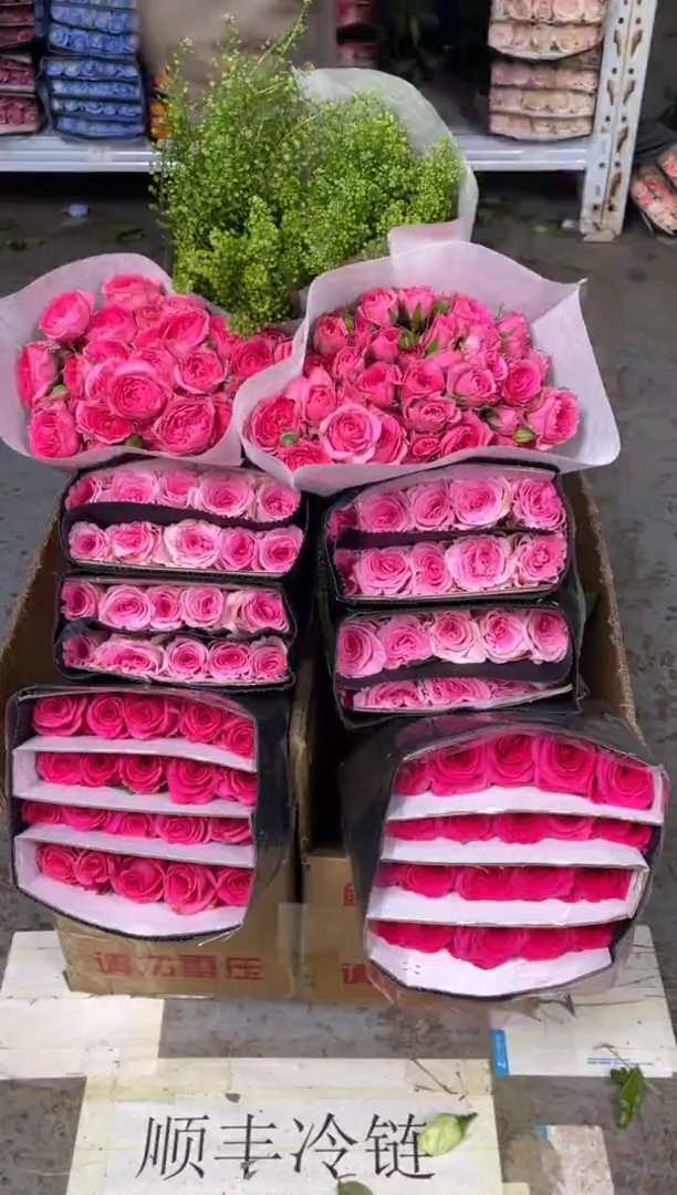 佛洛依德20枝+洛神20枝+苏菲10枝+绿林草