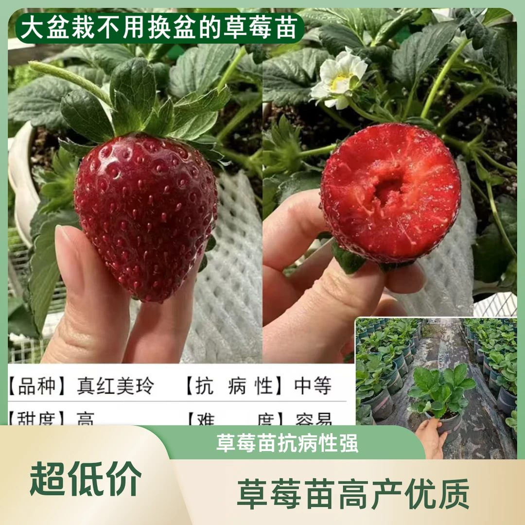 大盆栽草莓苗盆栽真红美玲 梦之瑶越雪妃天使ae草莓盆栽