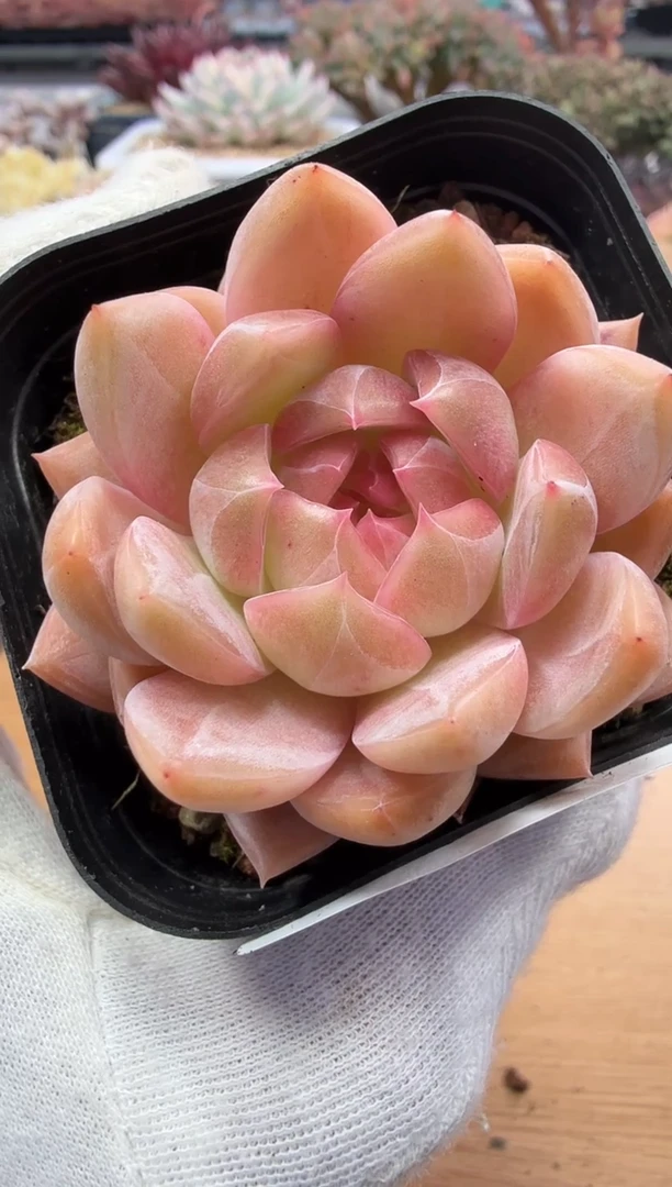 东云多肉园二店-31