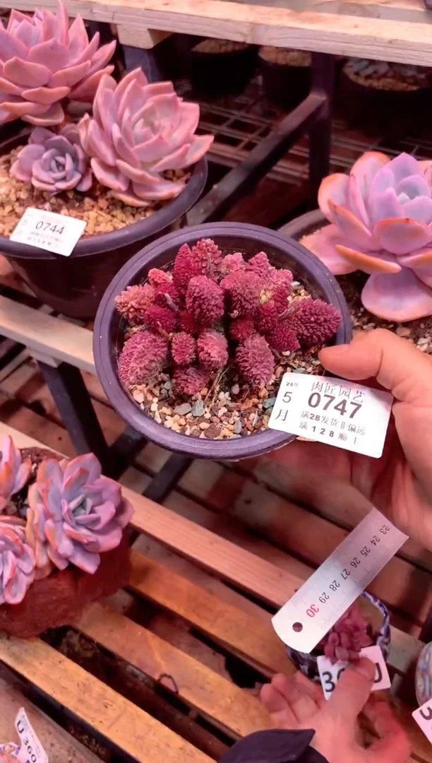 0747满28发货包邮非偏远