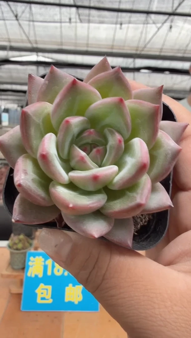 东云多肉园二店-208