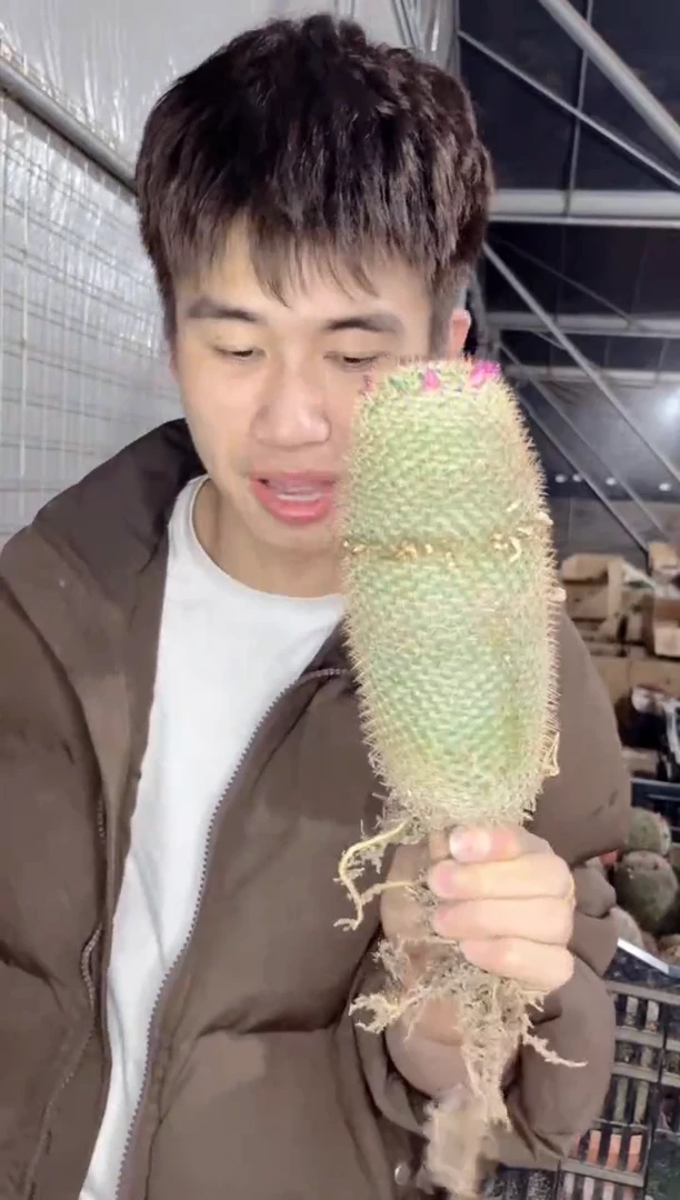 【闪购商品】2颗 单头 白玉兔 实生根