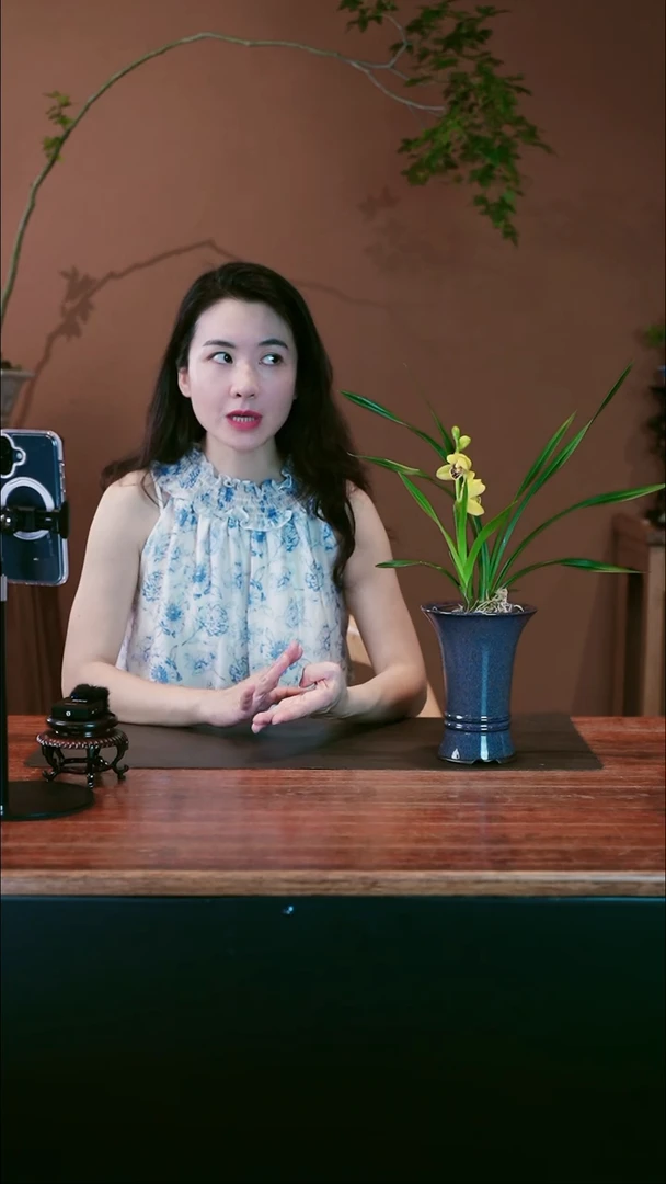 无花朵绿荷盆景盆景盆景