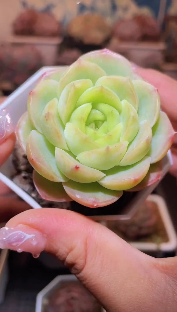 【闪购商品】076宝宝绿