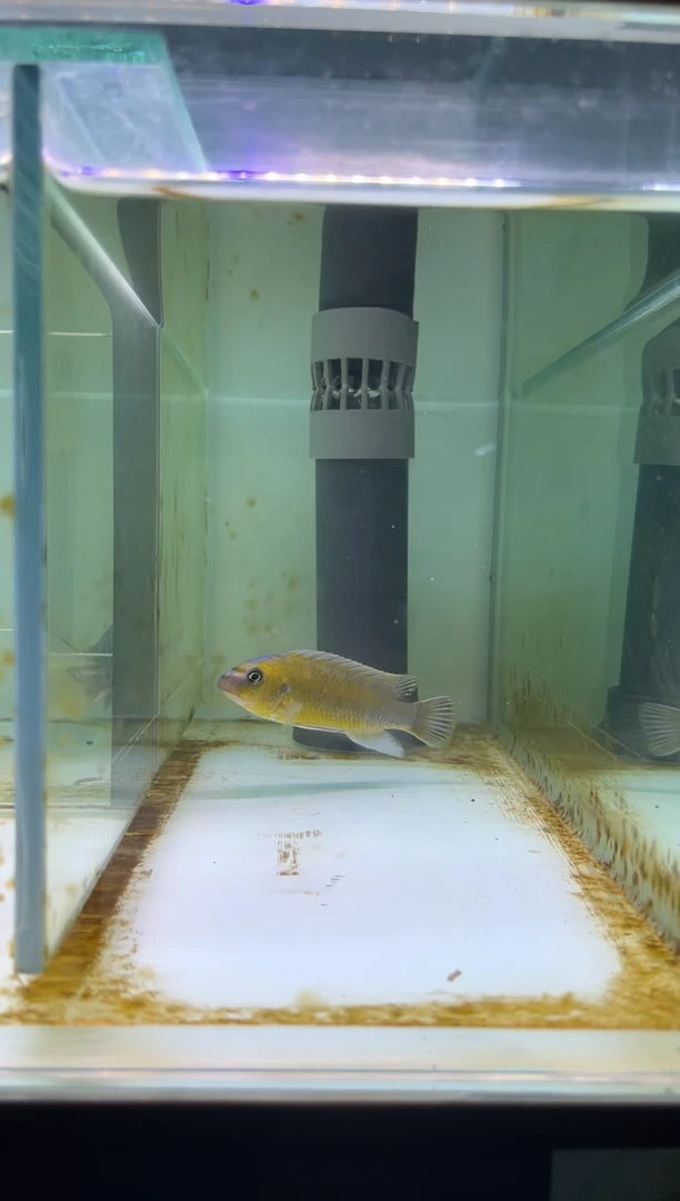 海水三湖慈鲷漆二娃