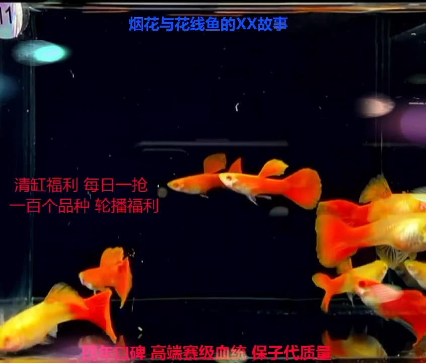 孔雀鱼全红幼鱼微破体验4对