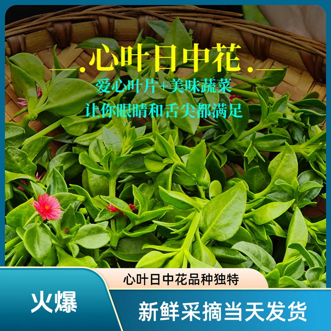 新鲜牡丹吊兰心叶日中花食用田园特色野菜清脆爽口