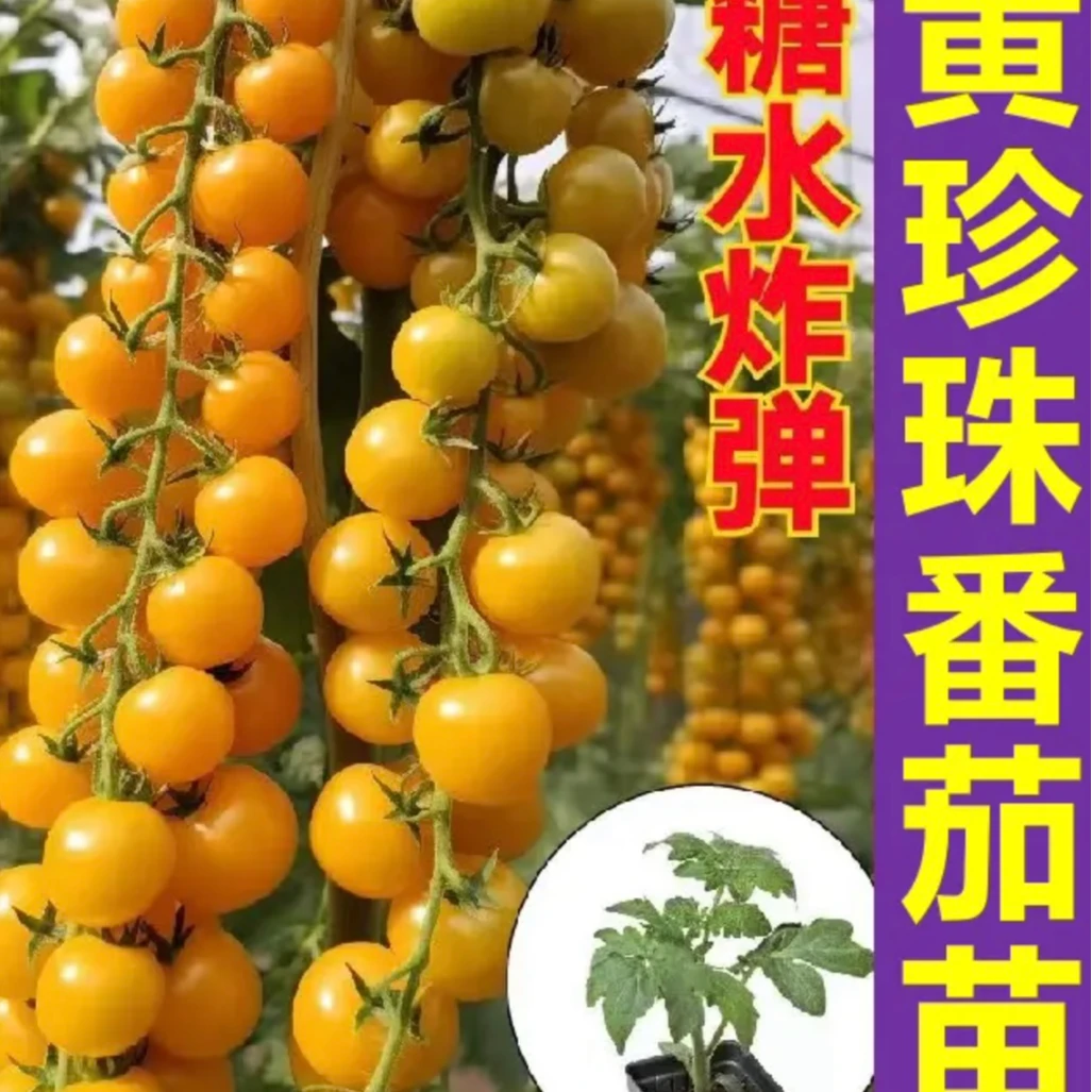 黄珍珠番茄苗盆栽地栽带土球发货苗场直发