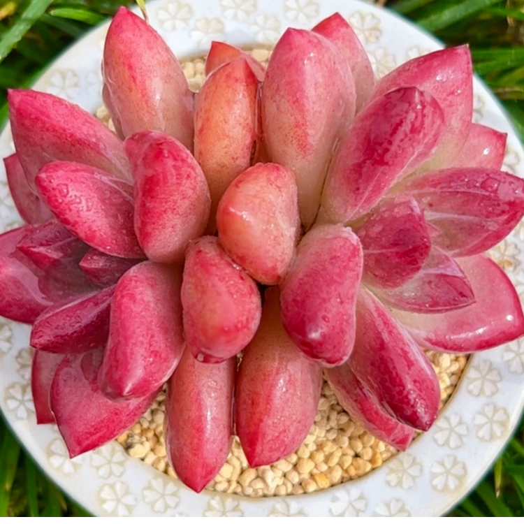 慢悠花房 赫菲斯托双头 办公室阳台绿植园艺盆栽花卉庭院多肉