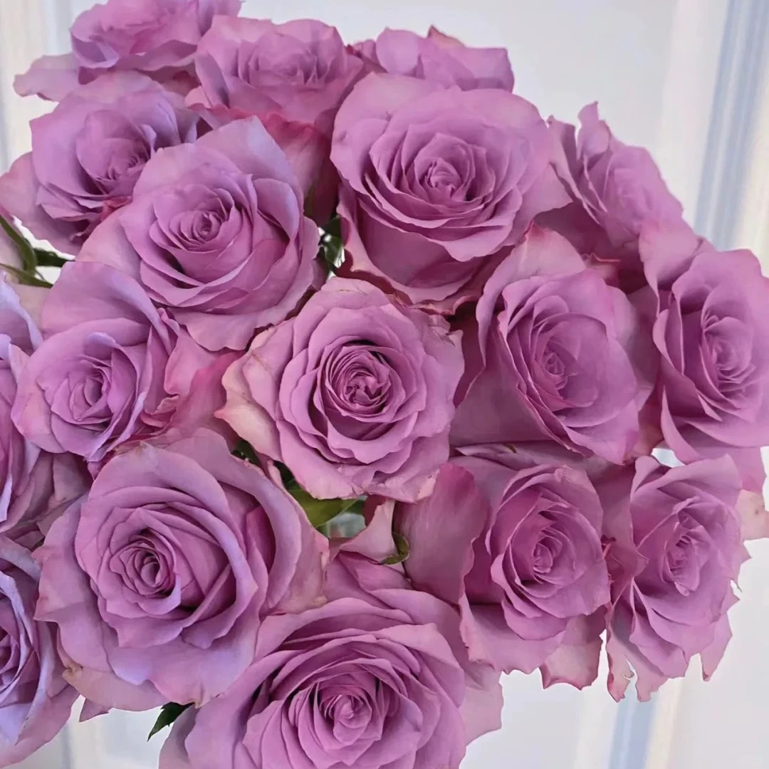 紫霞仙子 玫瑰 收到花需要醒花  0°以下要拍保温棉 云南直发