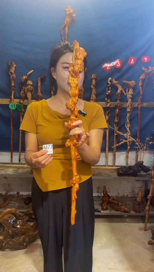 黑果木航*人黑果木A677
