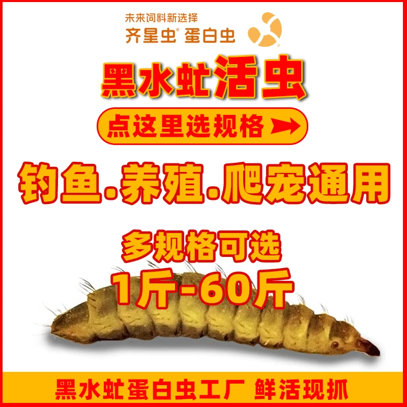 钓鱼神器黑水虻活虫打窝挂饵鱼狂开口万能饵鲜活养殖鸡鸭鱼异宠