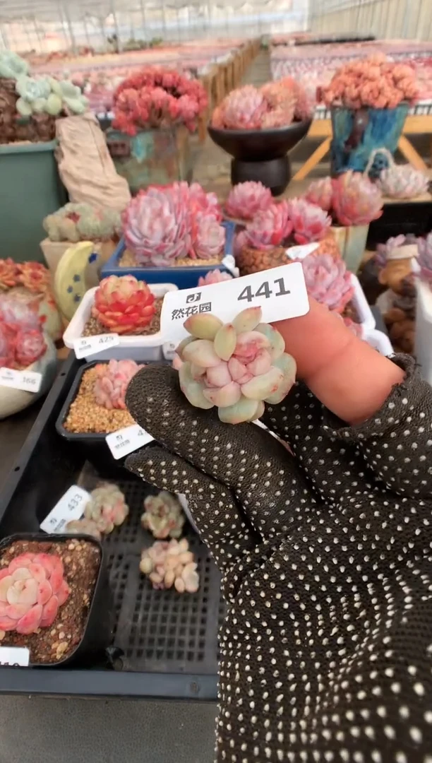 【闪购商品】441红恋石化一物一拍