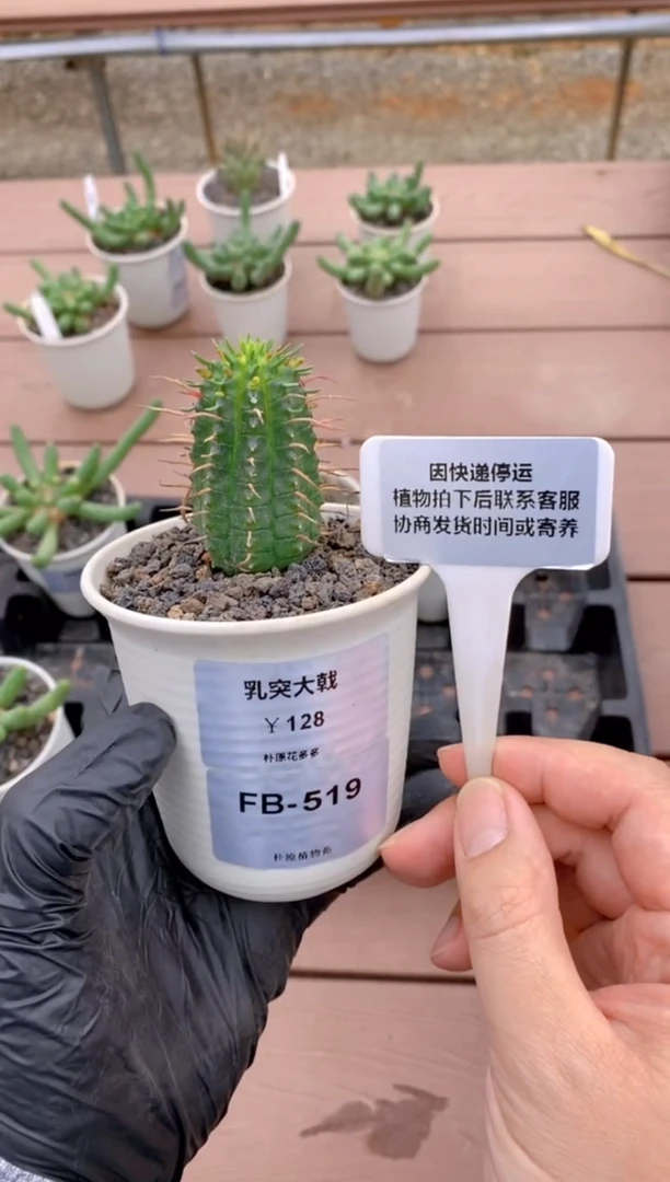 【闪购商品】乳突大戟FB-519