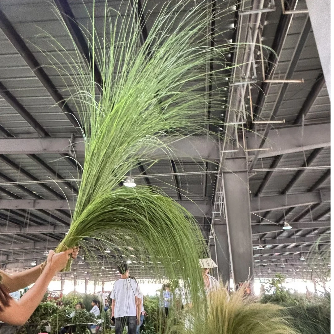 芦苇叶 百搭配草修长柔美 线条感十足 花店批发一手货源