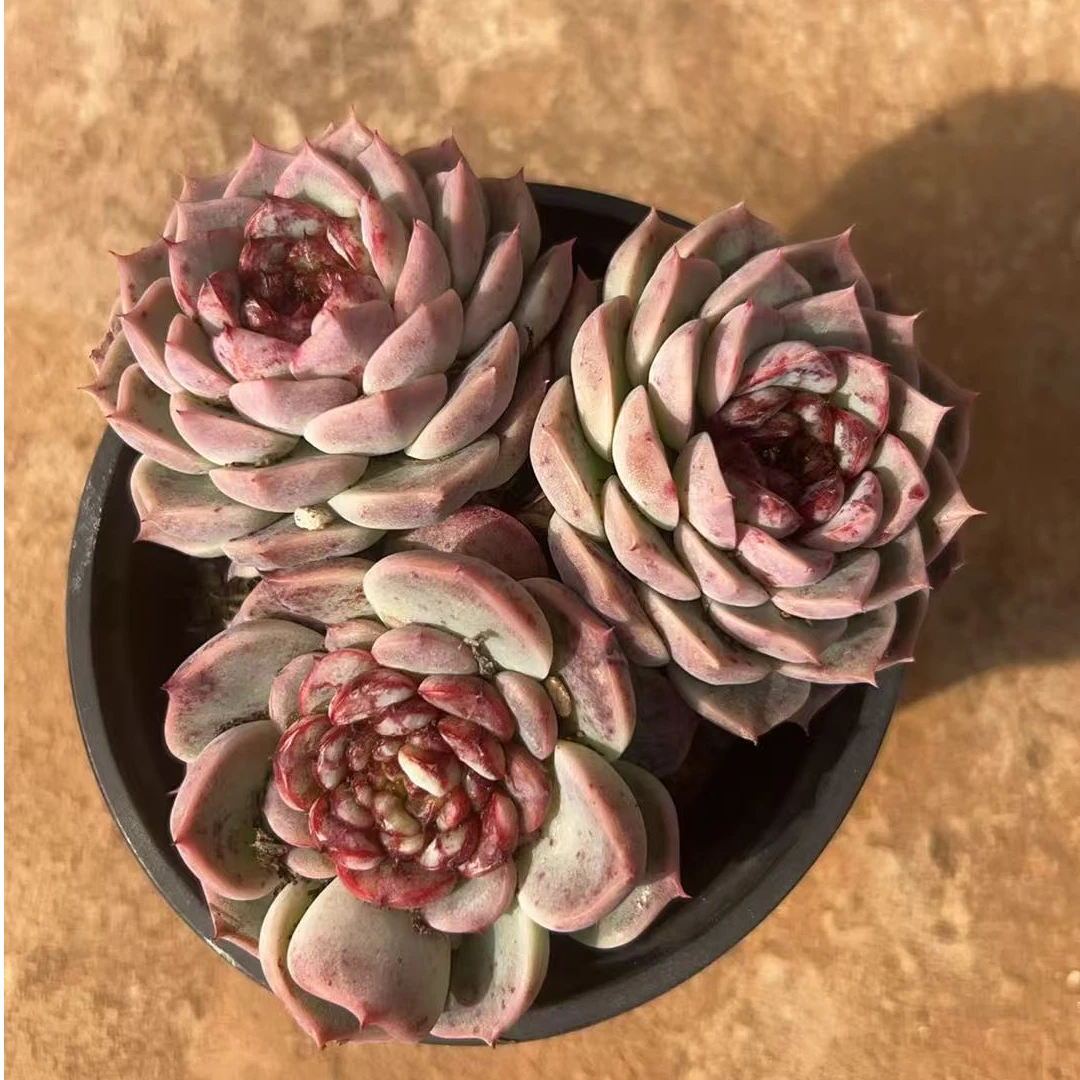 三头整桩天鹅绒　多肉植物两单包邮