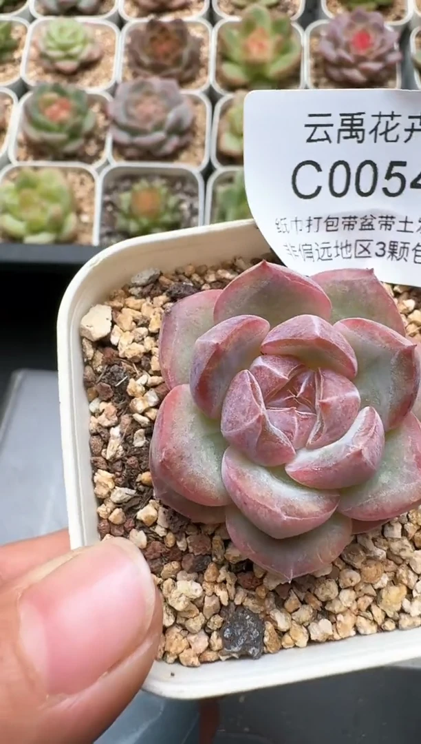 054C云禹多肉植物 带盆土纸巾打包 3颗包邮