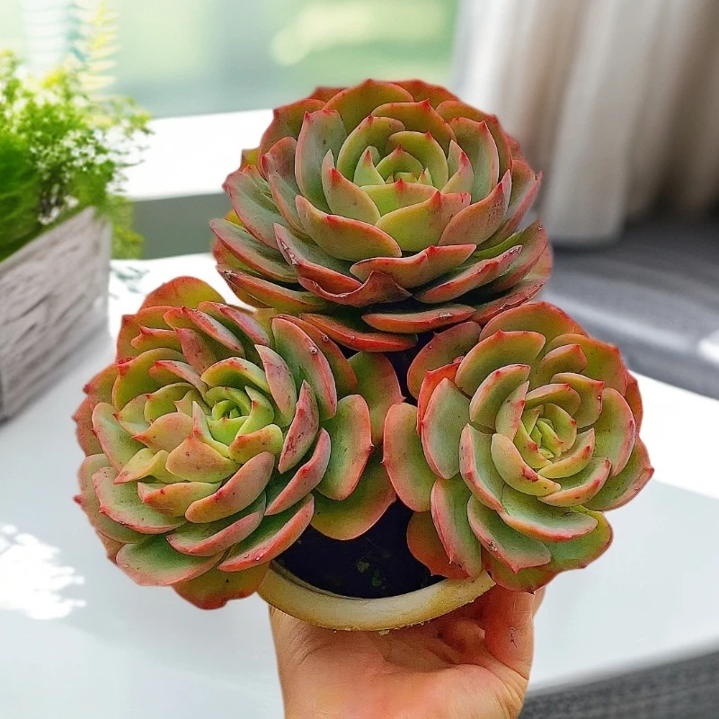 多头白雪公主  2头起  脱土  多肉【多肉满15包邮】老桩蓝红色