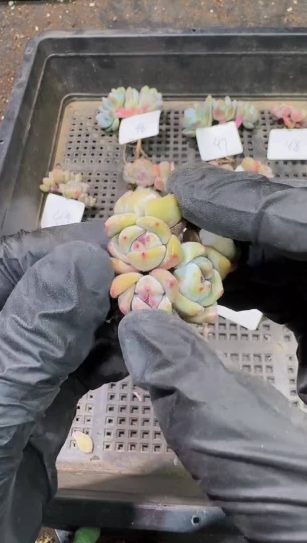 58号到手1棵-江北多肉