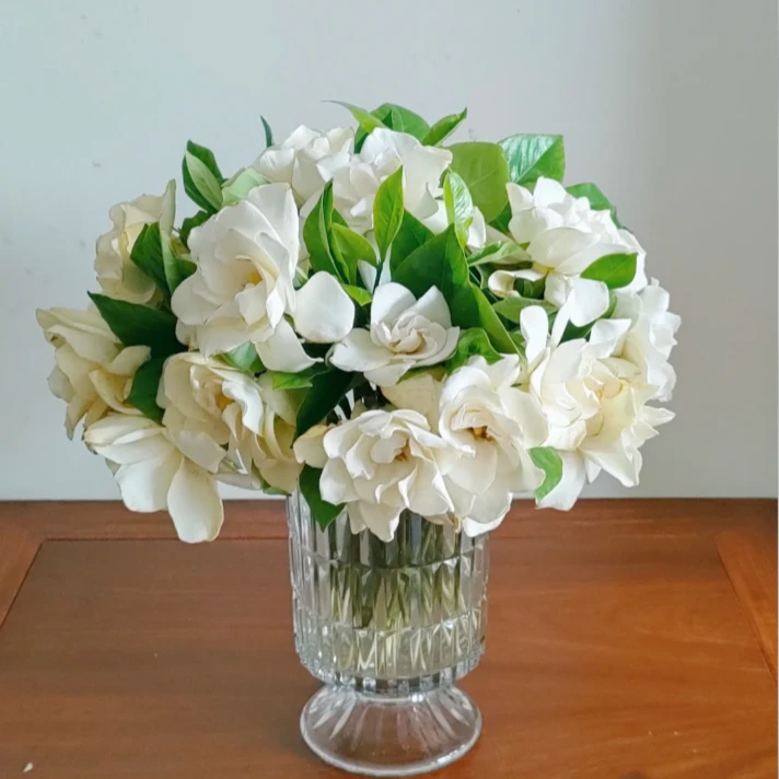 【拾花拾木】栀子花 云南鲜花