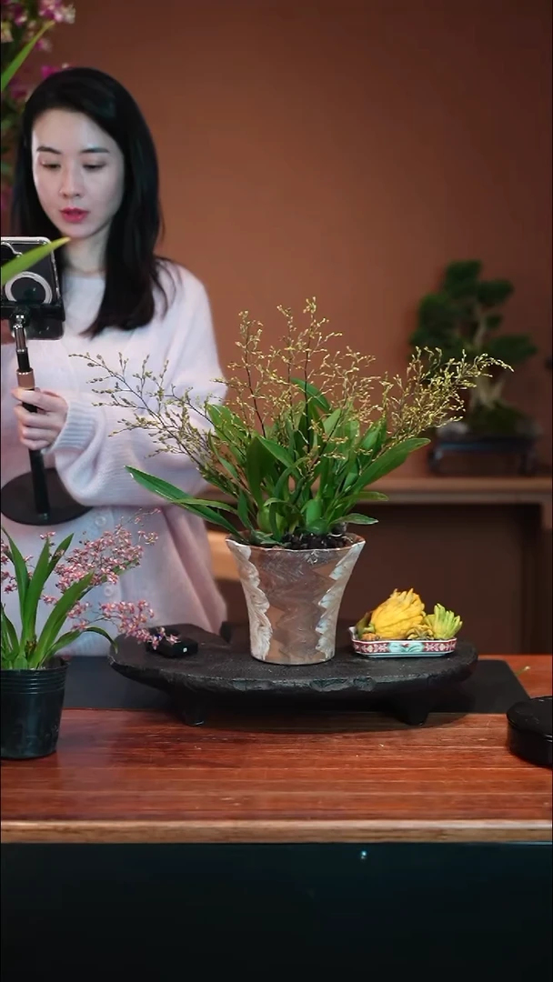 全部花朵大红梦香盆景盆景盆景