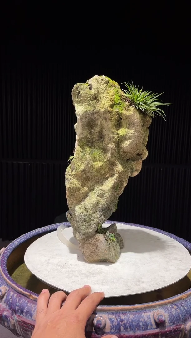 造型吴定石一物一拍专属