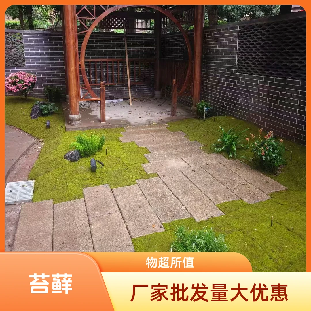 藓活青苔藓小灰微景观装饰造景盆景铺面草坪地毯厂家批发量大从优