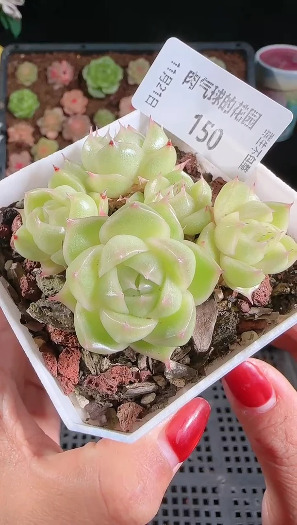 1121-150群生不包整