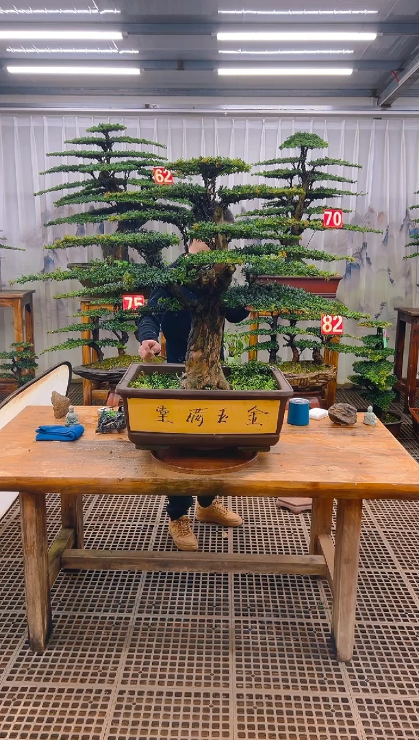 无花朵荒*精品盆景直播间一物一拍