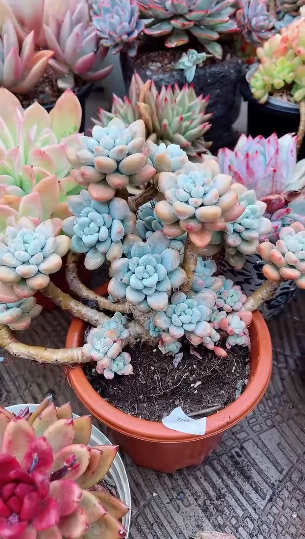 【闪购商品】07158