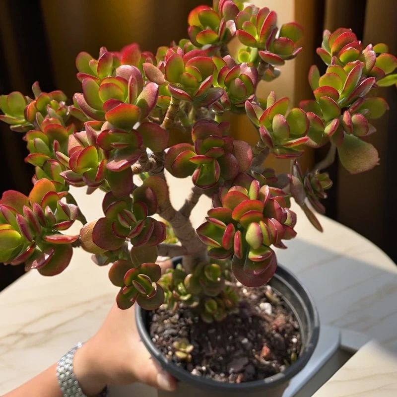 摇钱树25-30cm  一物一拍