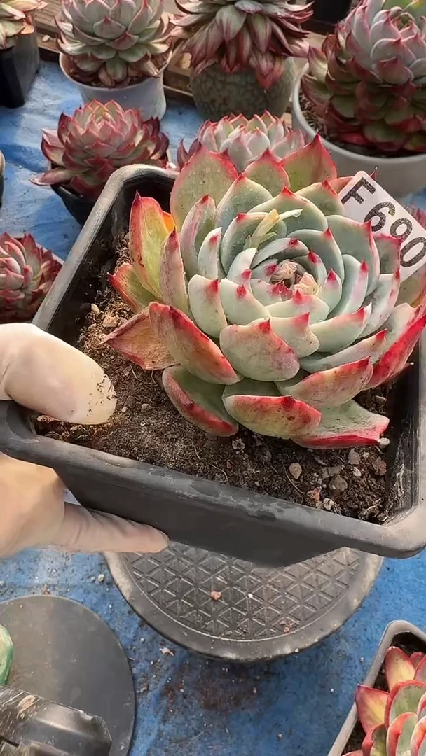 F690惊鸿（裸根发货）