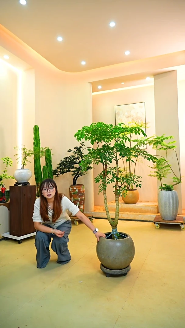 不开花植物苏幸福树