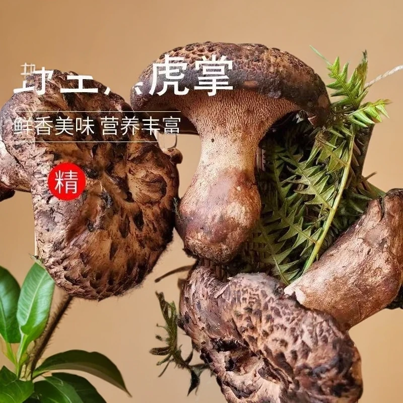 顺丰空运500克新鲜野生黑虎掌菌野生菌