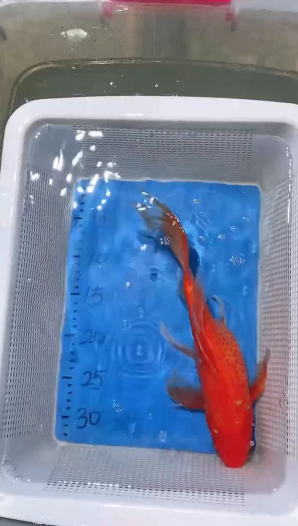 锦鲤锦鲤蝴蝶鲤鱼拍开箱视频包售后