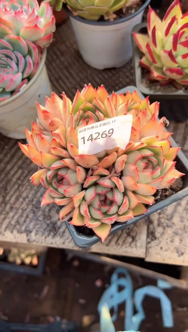 韩*大多肉植物一物一拍14269